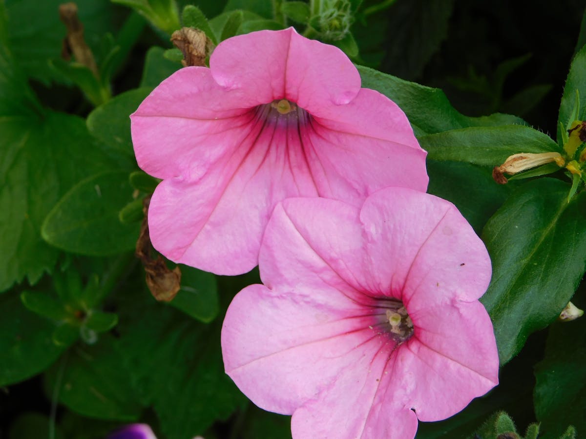 Golfer writing on scorecard - tracking scores for handicap